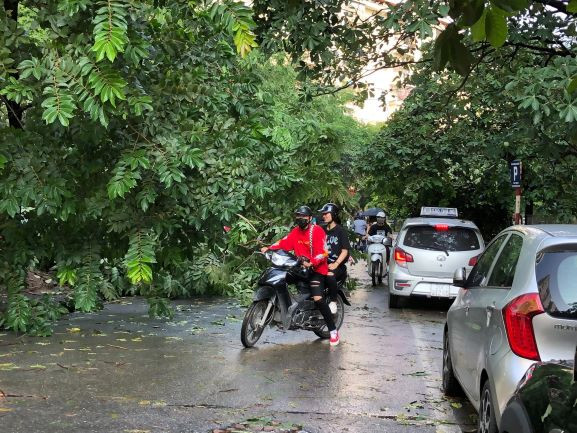 Cây đổ chắn hết đường đi tại ngõ Nguyễn Phong Sắc (Cầu Giấy).