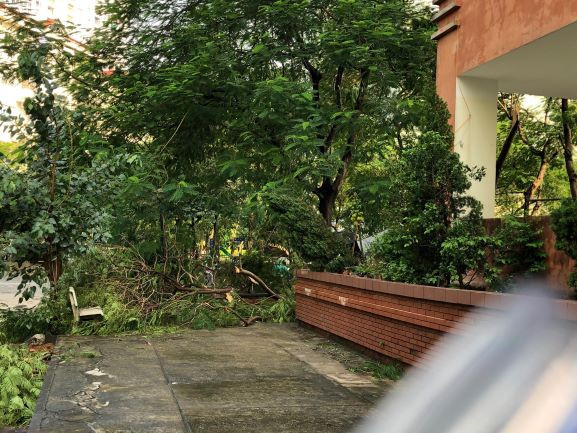 Cành cây gãy đổ tại khu 5,03 ha Dịch Vọng.
