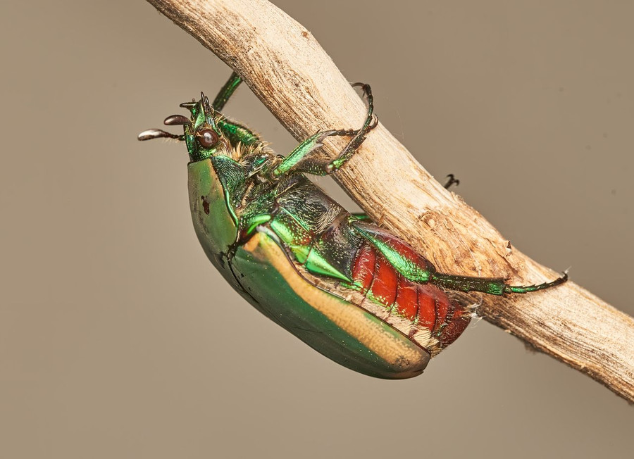 Bọ cánh cứng Cotinis mutabilis, nguyên liệu chính của trang sức bọ cánh cứng. Ảnh: Tom Xay, Atlasobscura.com Bọ cánh cứng Cotinis mutabilis, nguyên liệu chính của trang sức bọ cánh cứng. Ảnh: Tom Xay, Atlasobscura.com
