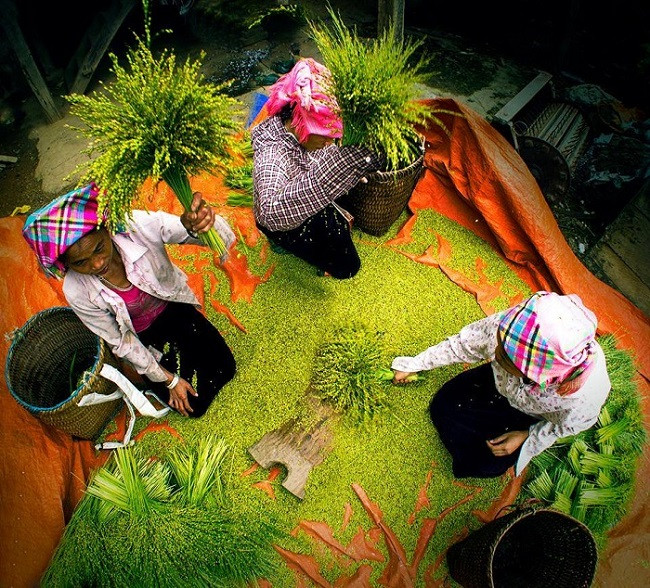 Làm cốm Tú Lệ ở Yên Bái. Làm cốm Tú Lệ ở Yên Bái.