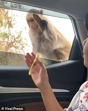 "Vị khách không mời" bất ngờ xuất hiện trên cửa xe