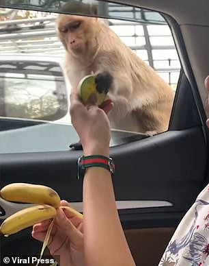 Con khỉ nhận được nhiều đồ ăn.