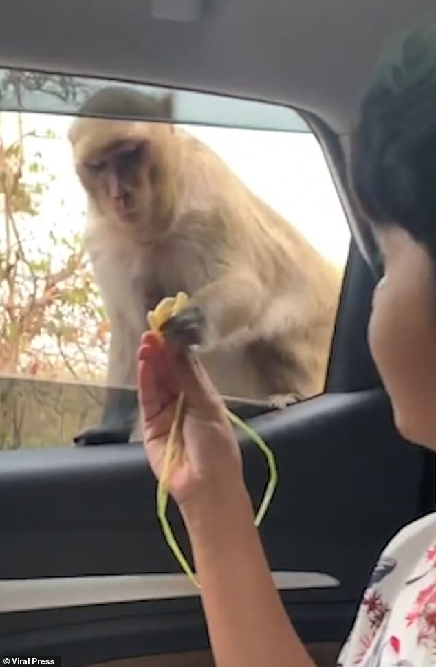 Thay vì chuối, con vật chỉ ăn khoai tây chiên.