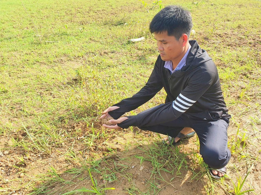 Diện tích ruộng lúa của gia đình anh Hồ Văn Thọ và nhiều hộ dân khác bị bồi lấp 2 năm nay nhưng chưa được doanh nghiệp khắc phục, hỗ trợ. Diện tích ruộng lúa của gia đình anh Hồ Văn Thọ và nhiều hộ dân khác bị bồi lấp 2 năm nay nhưng chưa được doanh nghiệp khắc phục, hỗ trợ.