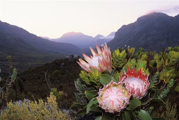 Một số loài hoa và cây của Cape Floral còn giúp cư dân nâng cao thu nhập.