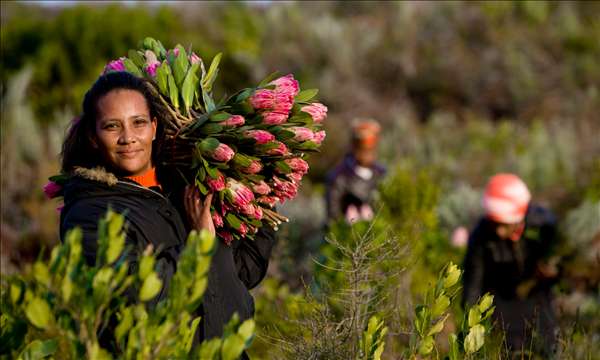 Protea - Hoa vương của Cape Floral. 