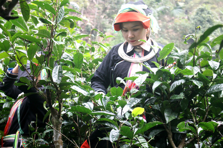Thiếu nữ người Dao hái chè Shan tuyết.