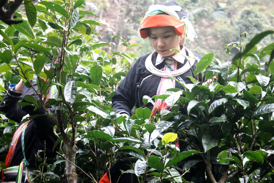 Thiếu nữ người Dao hái chè Shan tuyết.