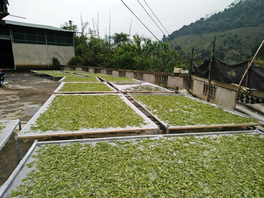 Những búp chè tươi được hái để mang về chế biến.