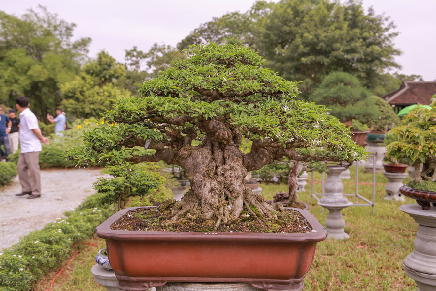 Một chậu cây cảnh đẹp được các nghệ nhân uốn và chăm sóc tỉ mỉ trưng bày tại triển lãm. Một chậu cây cảnh đẹp được các nghệ nhân uốn và chăm sóc tỉ mỉ trưng bày tại triển lãm.