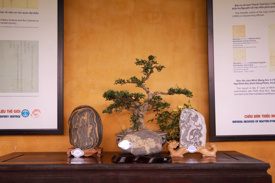 Nhiều loài cây kiểng mang vẻ đẹp Cổ, Kỳ, Nhã, Ý đặc trưng cho mỗi vùng miền.