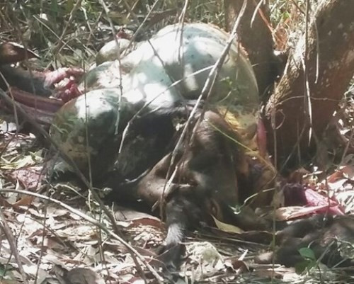 Bò tót quý hiếm bị săn bắn, xẻ thịt ngay trong khu bảo tồn thiên nhiên ảnh 1