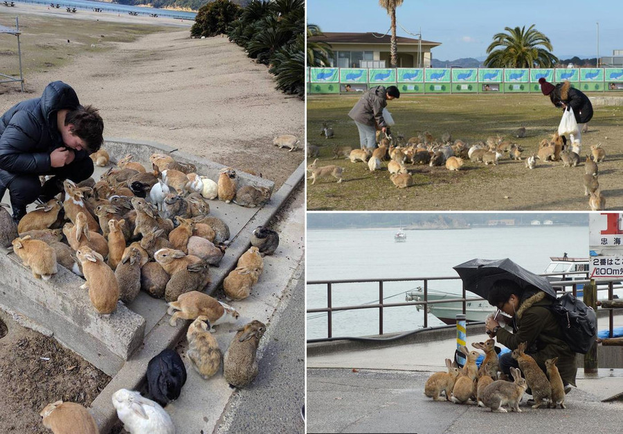 Thỏ luôn thân thiện với du khách.