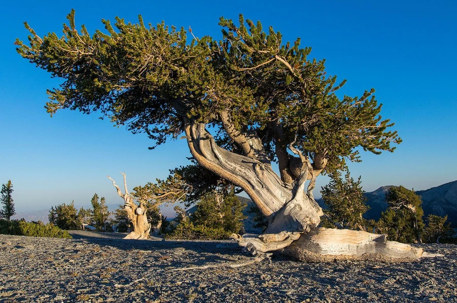 Thông bristlecone lớn lên trong Thung lũng Chết, bang California, Mỹ.