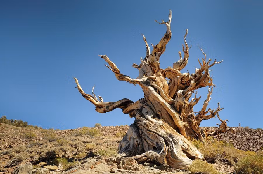 Thông bristlecone giúp các nhà khoa học tìm hiểu về lịch sử Trái đất hàng nghìn năm qua.