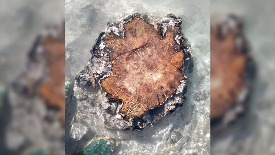 Mặt cắt ngang của vòng gỗ từ một trong những gốc cây bán hóa thạch, trong đó có sự tăng đột biến của bức xạ không thể nhìn thấy được bằng mắt thường. (Ảnh: Cécile Miramont)