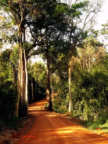 Vườn Quốc gia Bù Gia Mập, nơi lưu trữ những giá trị lịch sử và bảo tồn thiên nhiên ảnh 3