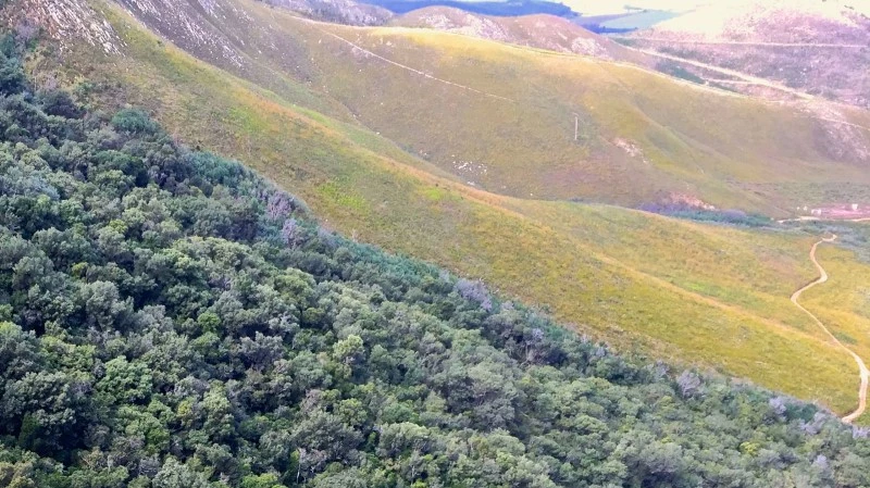 Lý do cây fynbos sống trong môi trường khắc nghiệt