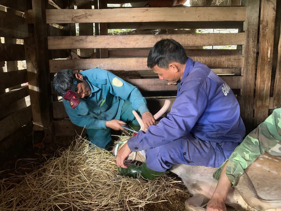 Để cắt được lộc nhung cần huy động nhiều người có sức khỏe và kinh nghiệm. Để cắt được lộc nhung cần huy động nhiều người có sức khỏe và kinh nghiệm.