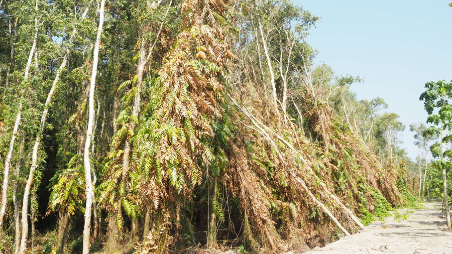 Hệ thống dây leo bám trên thân tràm bắt đầu khô héo.