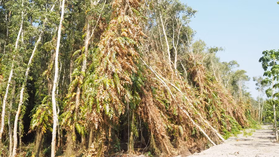 Hệ thống dây leo bám trên thân tràm bắt đầu khô héo.