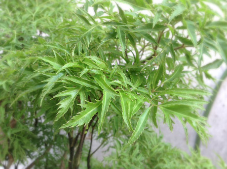 Cách trị dứt điểm dị ứng, mẩn ngứa ngày nắng nóng - Ảnh 3 Cach tri dut diem di ung, man ngua ngay nang nong - Anh 3