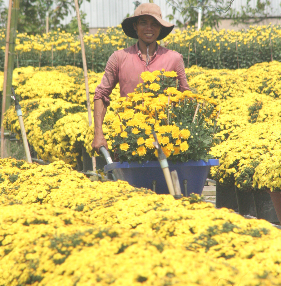Hoa Tết sẵn sàng phục vụ các chợ hoa Xuân.