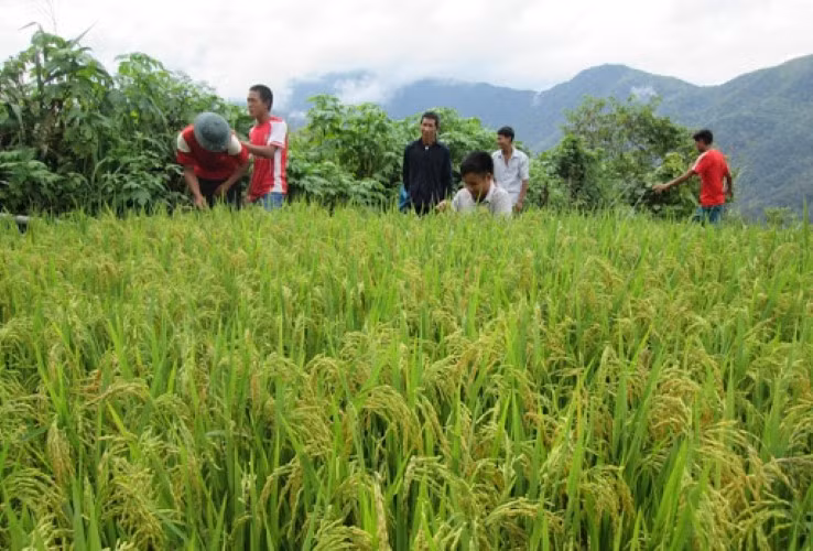 Xôn xao Mù Cả ảnh 3