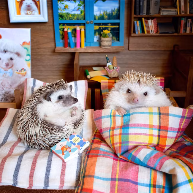 20 động vật cute phô mai que chị em nhất định phải theo dõi trên Instagram để mỗi ngày lướt ứng dụng đều thấy dễ thương! - Ảnh 16.