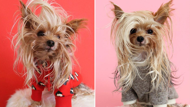 20 động vật cute phô mai que chị em nhất định phải theo dõi trên Instagram để mỗi ngày lướt ứng dụng đều thấy dễ thương! - Ảnh 15.