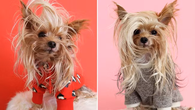 20 động vật cute phô mai que chị em nhất định phải theo dõi trên Instagram để mỗi ngày lướt ứng dụng đều thấy dễ thương! - Ảnh 15.