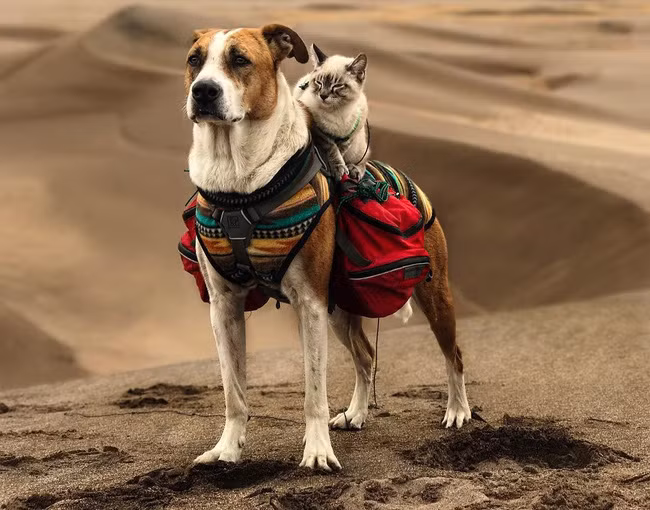 20 động vật cute phô mai que chị em nhất định phải theo dõi trên Instagram để mỗi ngày lướt ứng dụng đều thấy dễ thương! - Ảnh 17.