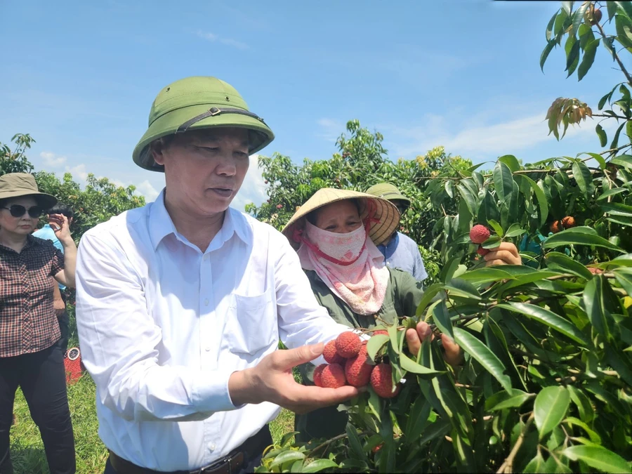 Thứ trưởng Bộ NN&PTNT Phùng Đức Tiến thăm vườn vải tại xã Nguyệt Ấn, Ngọc Lặc.