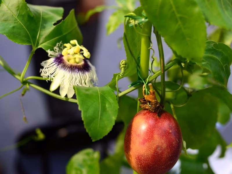 Hạt chanh leo chứa nhiều thành phần hữu ích sử dụng làm mỹ phẩm và dược phẩm.