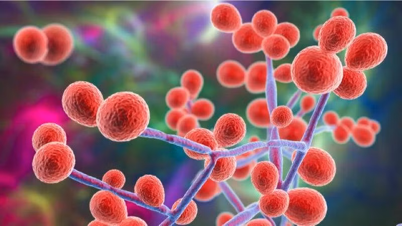 Siêu vi khuẩn lây lan trong bệnh viện điều trị Covid-19