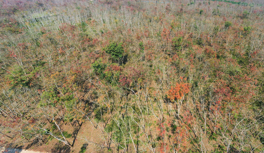 Rừng cao su Hương Khê (Hà Tĩnh) nhìn từ trên cao.