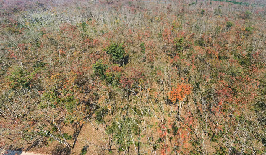 Rừng cao su Hương Khê (Hà Tĩnh) nhìn từ trên cao.