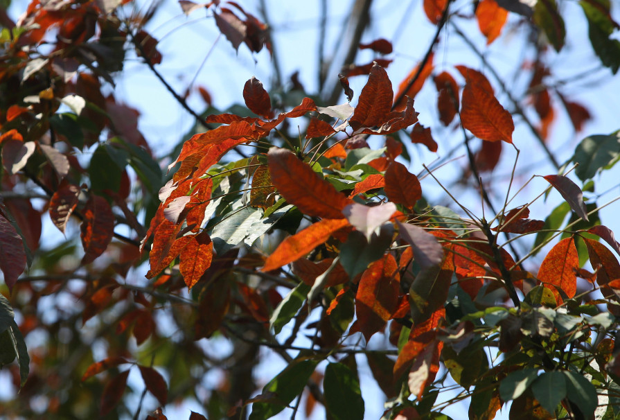 Rừng cao su bước vào mùa thay lá, tạo nên bức tranh thiên nhiên nhiều màu sắc giữa đất trời.