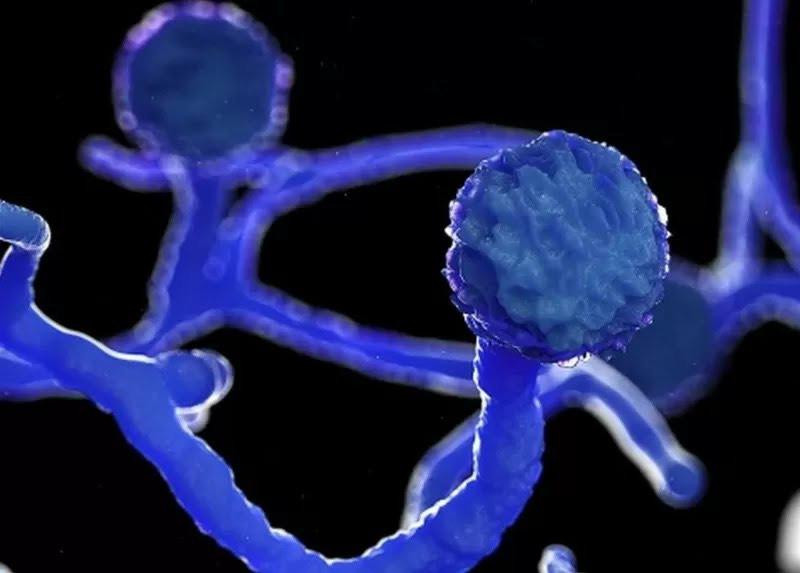 Hinh anh nấm đen Mucormycosis. Nguồn: HCDC. Hinh anh nấm đen Mucormycosis. Nguồn: HCDC.