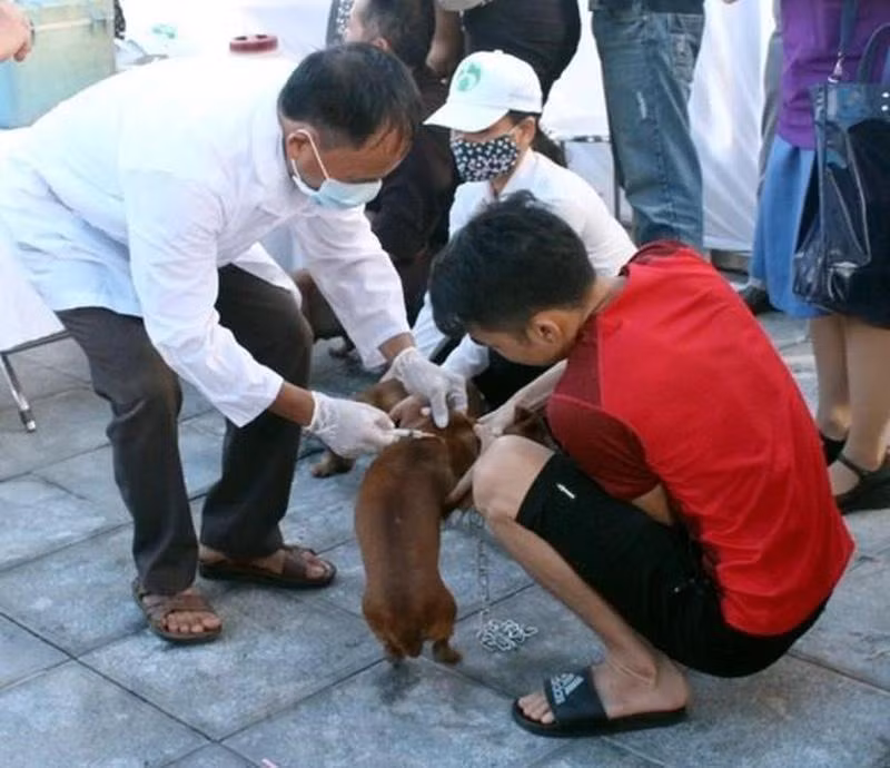 Người dân phối hợp cán bộ thú y tiêm chủng chó. Ảnh: Thanh Trọng.