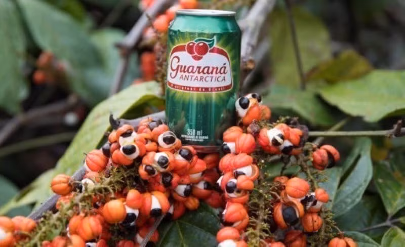 Guaraná là thành phần không thể thiếu trong nước ngọt có ga Brazil.