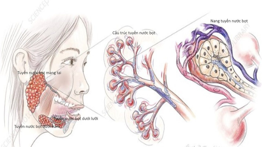 Hình ảnh giải phẫu tuyến nước bọt Ẩn bớt. Nguồn: BV.