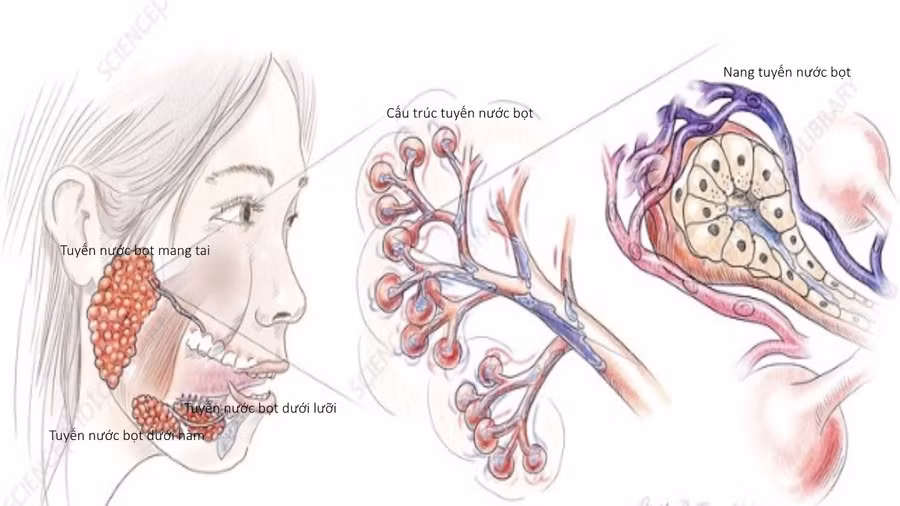 Hình ảnh giải phẫu tuyến nước bọt Ẩn bớt. Nguồn: BV.