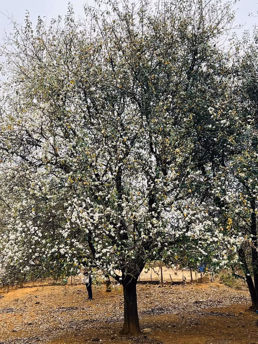 Hoa Sơn Tra thường nở vào giữa tháng 2 kéo dài đến tháng 4 dương lịch.