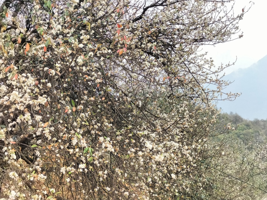 Hoa Sơn tra nở trắng muốt bên sườn đồi. Hoa Sơn tra nở trắng muốt bên sườn đồi.