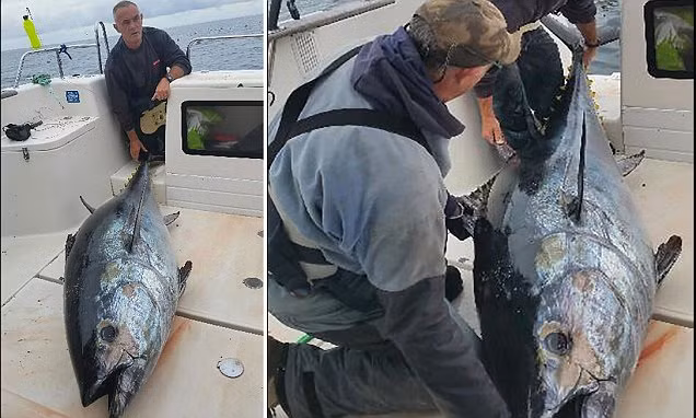 Ngư dân tóm gọn cá ngừ “khủng” sau 4 tiếng vật lộn