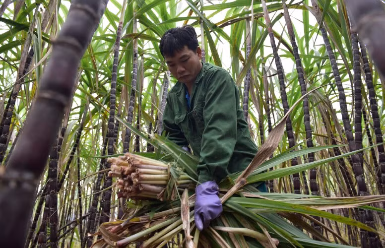 Người nông dân ở huyện Bá Thước buồn bã khi mía tím mất giá.