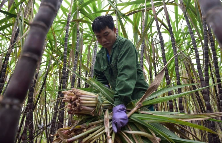 Người nông dân ở huyện Bá Thước buồn bã khi mía tím mất giá.