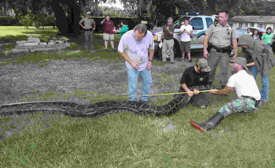 Kinh hãi trước 5 loài mãng xà khổng lồ nhất Trái Đất ảnh 3