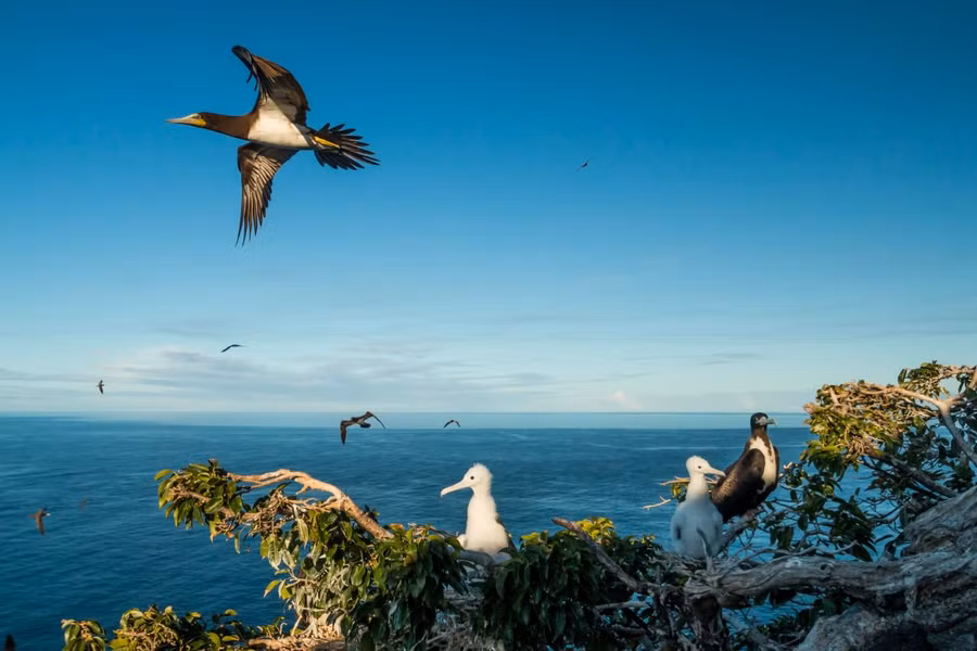 Giờ đây, Redonda không chỉ xanh tốt, mà còn rợp bóng chim. Ảnh: Edition.cnn.com